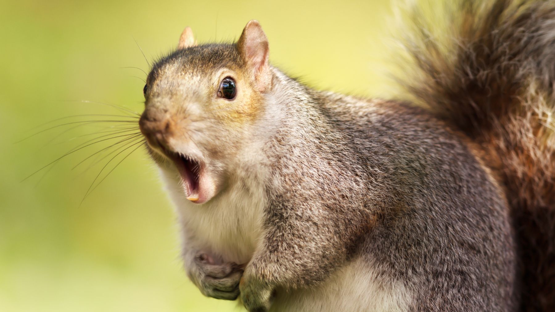 Entre los animales salvajes que más fácilmente nos podemos encontrar en una ciudad figuran las ardillas.