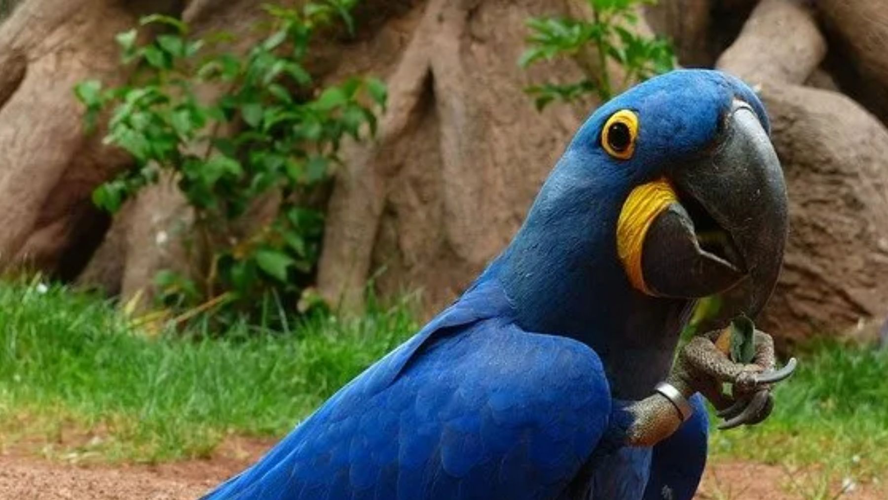 Bombazo en la zoología: tras 100 intentos nace un polluelo de un animal considerado extinto desde hace 25 años