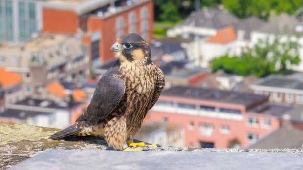 Halcón peregrino en la torre de una iglesia en el centro de Arnhem, Países Bajos.