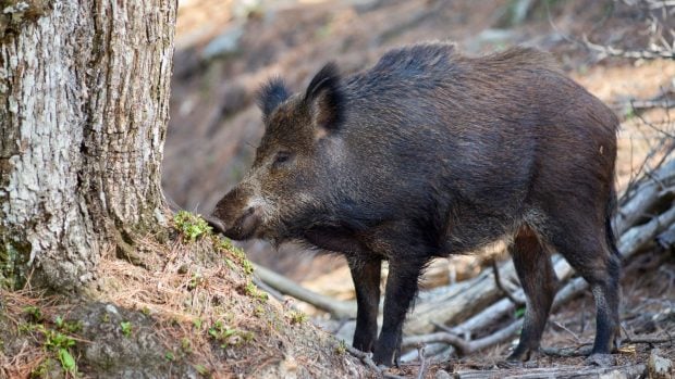 Reyes de la jungla urbana: sorprendentes comportamientos de animales salvajes en la gran ciudad
