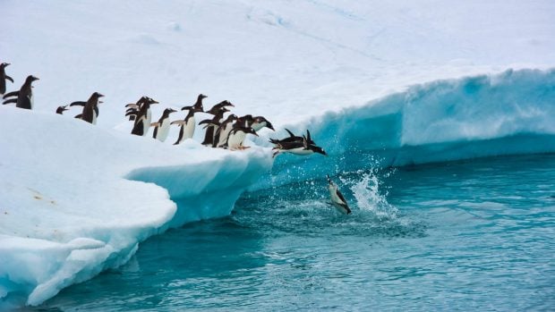 Pingüinos contaminación