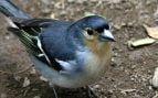 Fringilla coelebs palmae, ave, pájaro