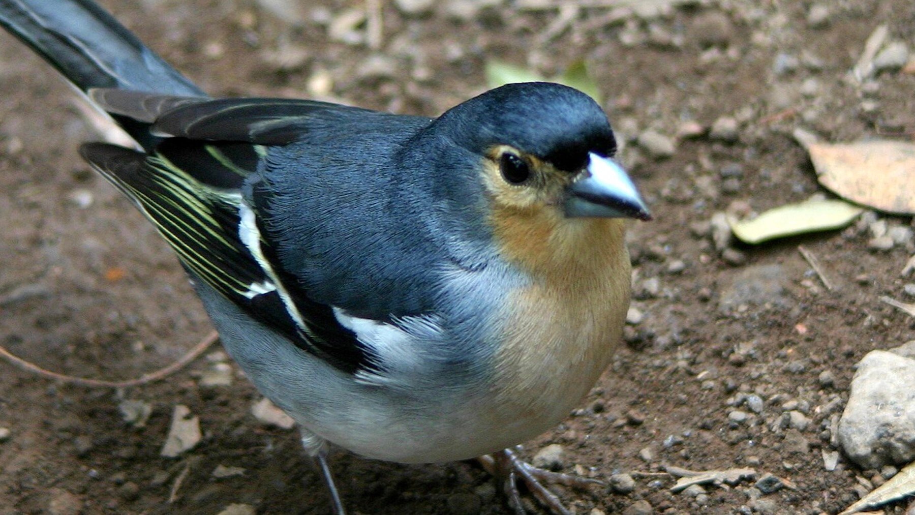 Fringilla coelebs palmae. Imagen: Author Gruban.