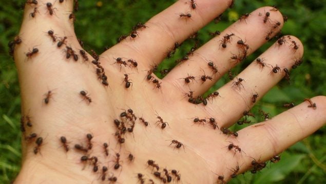 El truco para evitar una plaga de hormigas voladoras, truco contra plaga de hormigas, hormigas voladoras, destrozar plagas de hormigas.