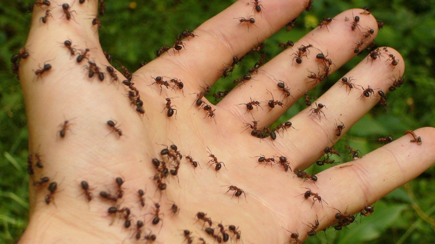 Hormigas.