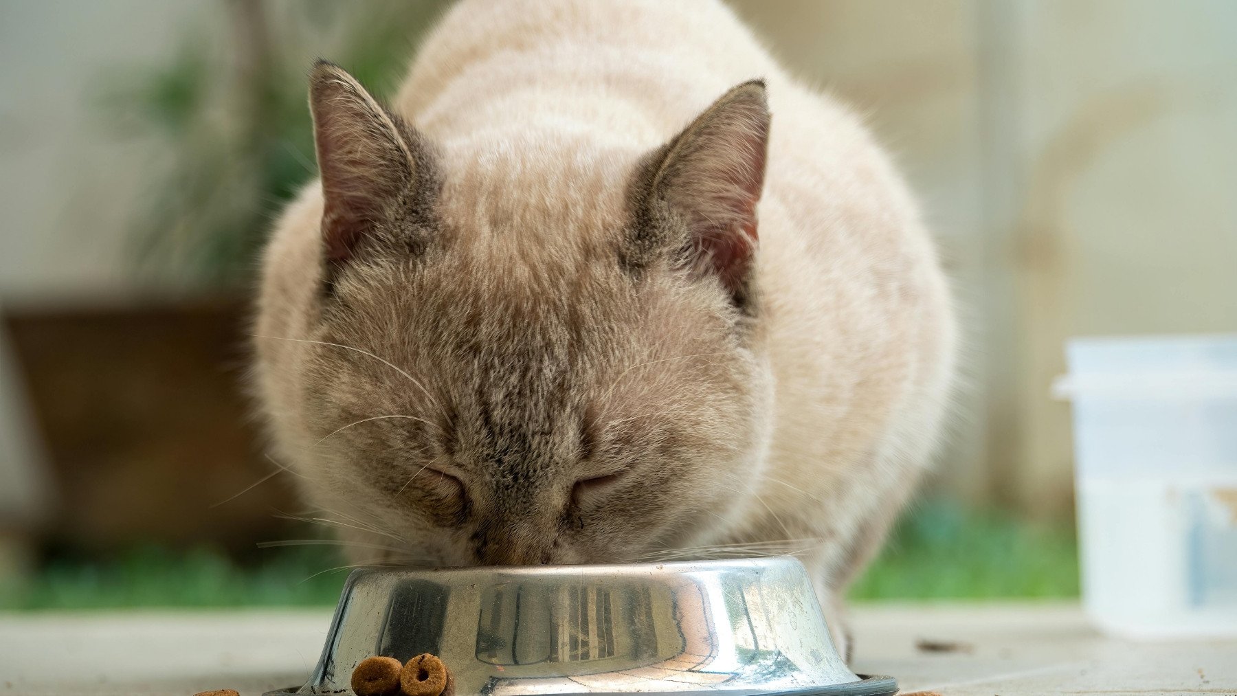 La única comida preparada que debes darle a tu gato cuando está enfermo según la OCU