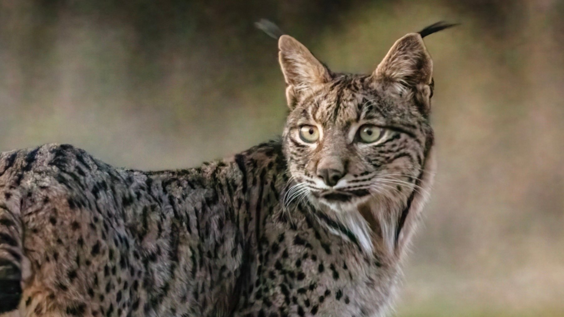 Lince ibéricos, lince