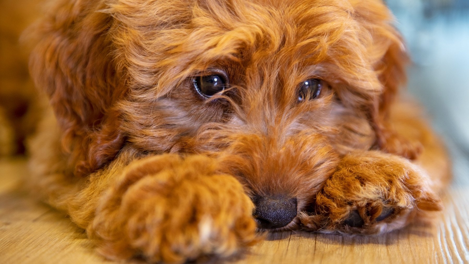 Soy adiestrador canino y esto es una señal de alarma que te manda tu perro: necesita esto