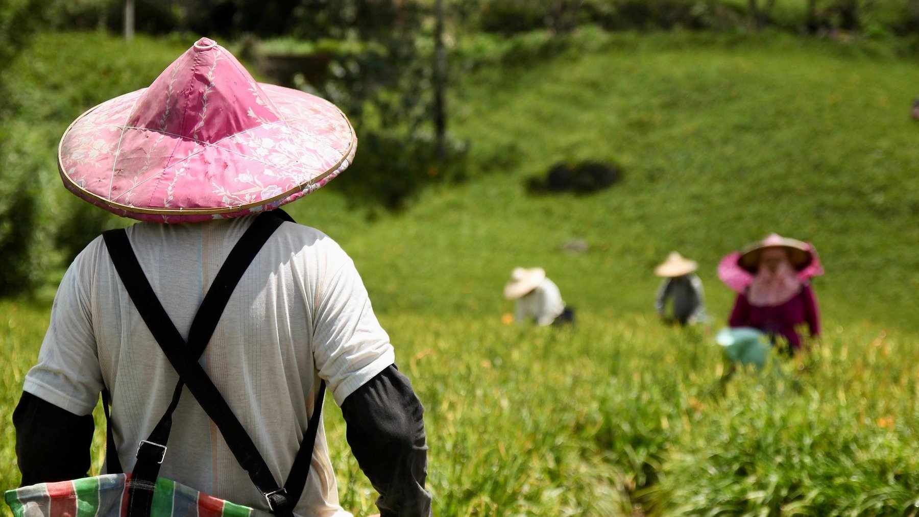Agricultores.