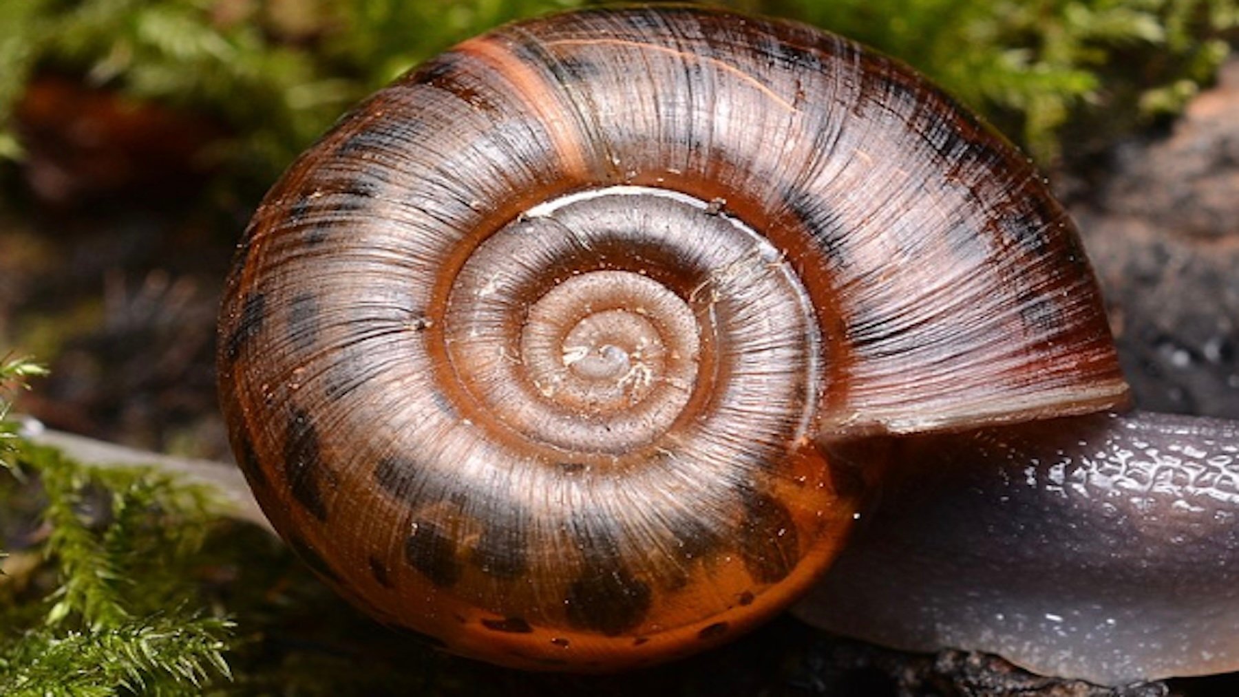 Caracol de Quimper. Imagen: Gilles San Martin.