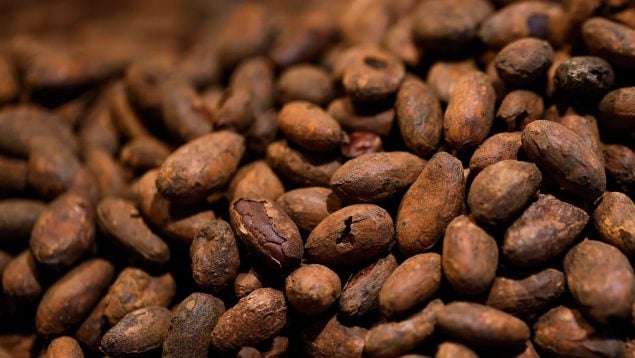 Los granos de cacao, el ingrediente principal del chocolate. (Getty Images)
