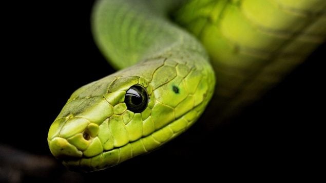 Le salvan la vida tras la mordedura de una serpiente letal, ataque de serpientes letales en Estados Unidos, pueden perder su trabajo por salvar a una persona del ataque de una serpiente, serpientes venenosas.