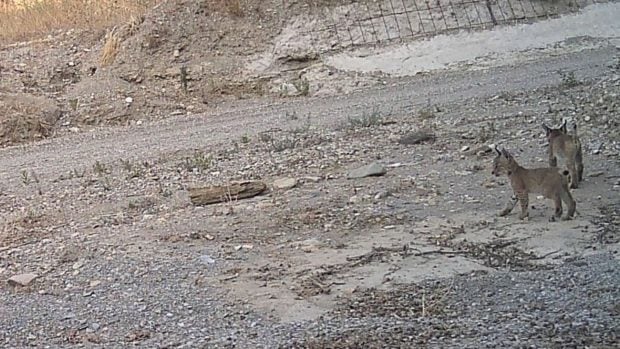 cachorros lince