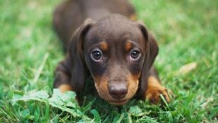 Perro