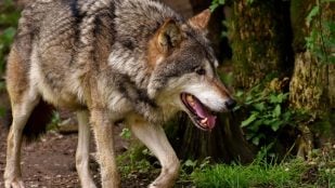 Los lobos temen el ruido de las personas, pruebas científicas de que los lobos temen a los humanos, lobo huye al oír humanos, hallazgo científico sobre lobos, curiosidades del lobo.
