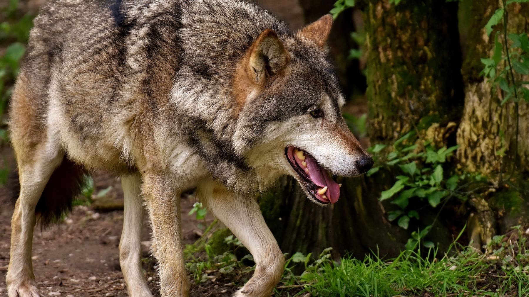 Los lobos temen el ruido de las personas, pruebas científicas de que los lobos temen a los humanos, lobo huye al oír humanos, hallazgo científico sobre lobos, curiosidades del lobo.
