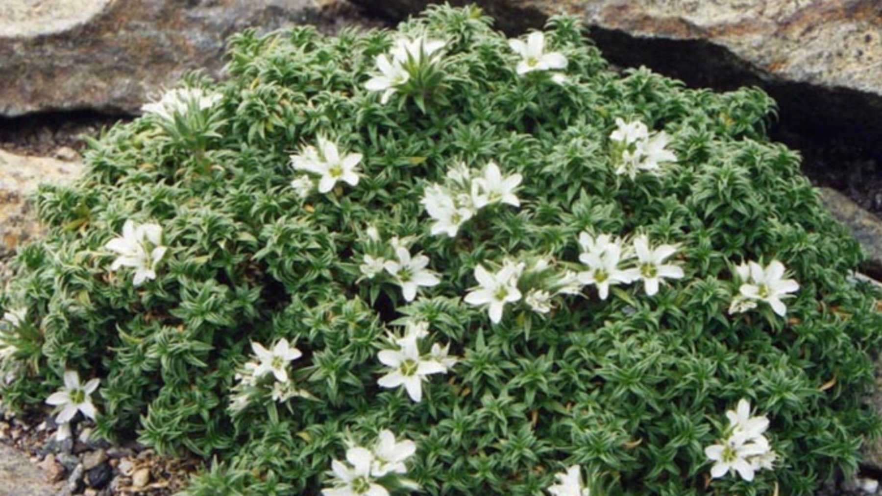 Arenaria erinacea, planta, especie endémica