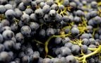 Uvas