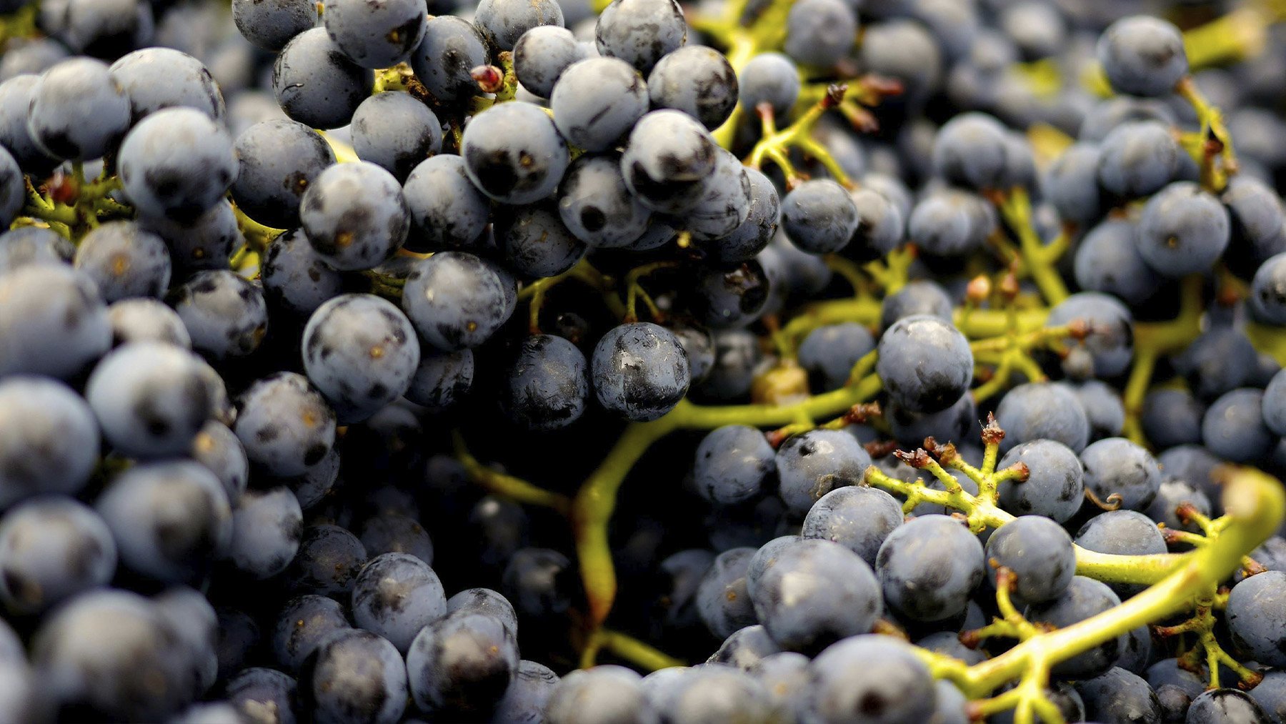 Uvas maduras. Foto: Pexels.