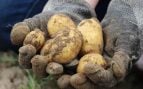 Familia de agricultores vende patatas en Francia, virales por vender patatas baratas en Francia, agricultores virales en redes sociales, trucos agricultura para subsistir, patatas a 40 céntimos, oferta de los agricultores para vender patatas.