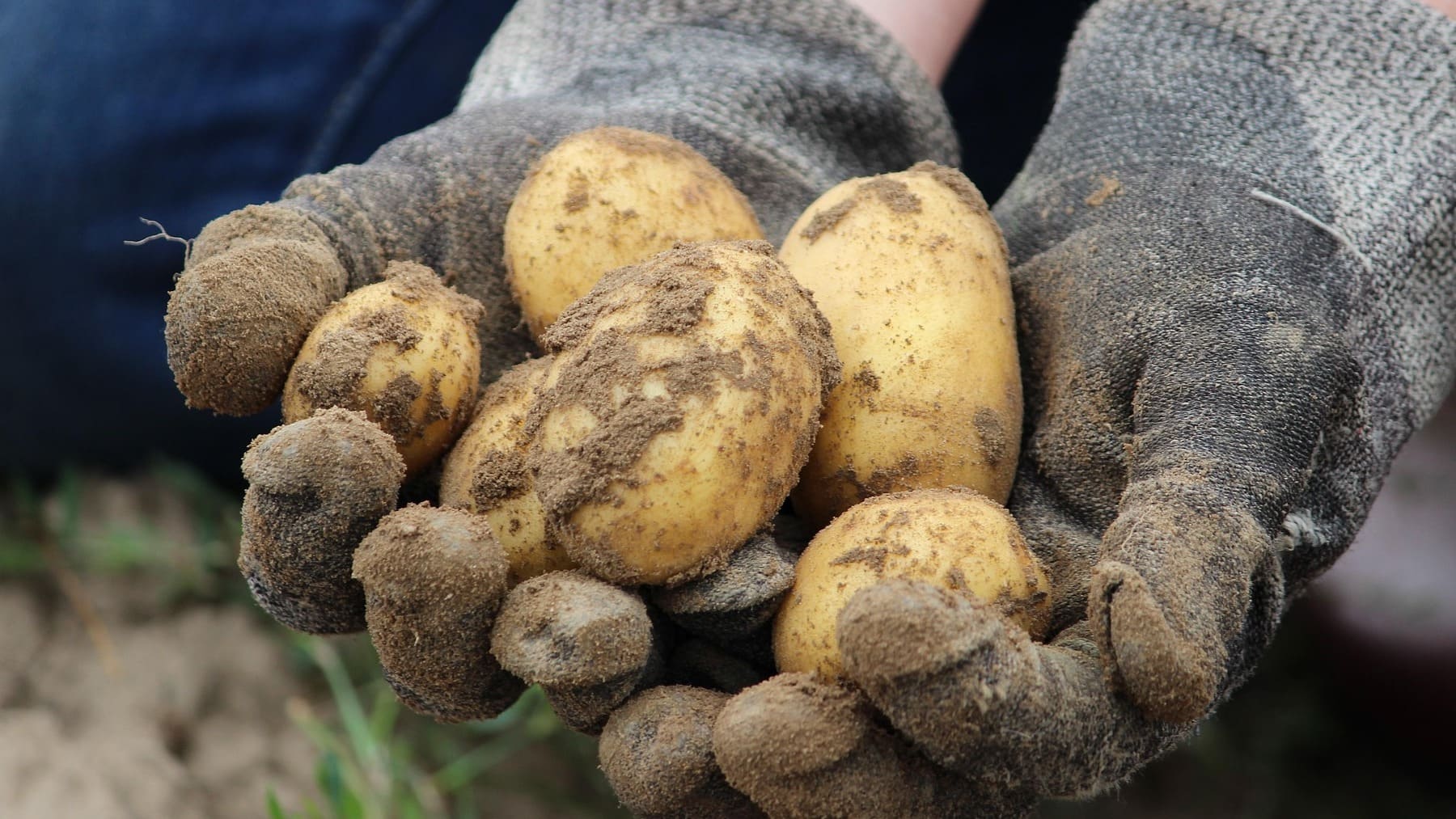 Familia de agricultores vende patatas en Francia, virales por vender patatas baratas en Francia, agricultores virales en redes sociales, trucos agricultura para subsistir, patatas a 40 céntimos, oferta de los agricultores para vender patatas.