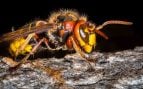 Trampeo contra avispas asiáticas en Galicia, cómo combatir avispas asiáticas, avispa asiática galicia, especies invasoras en Galicia, trampas caseras contra la velutina.