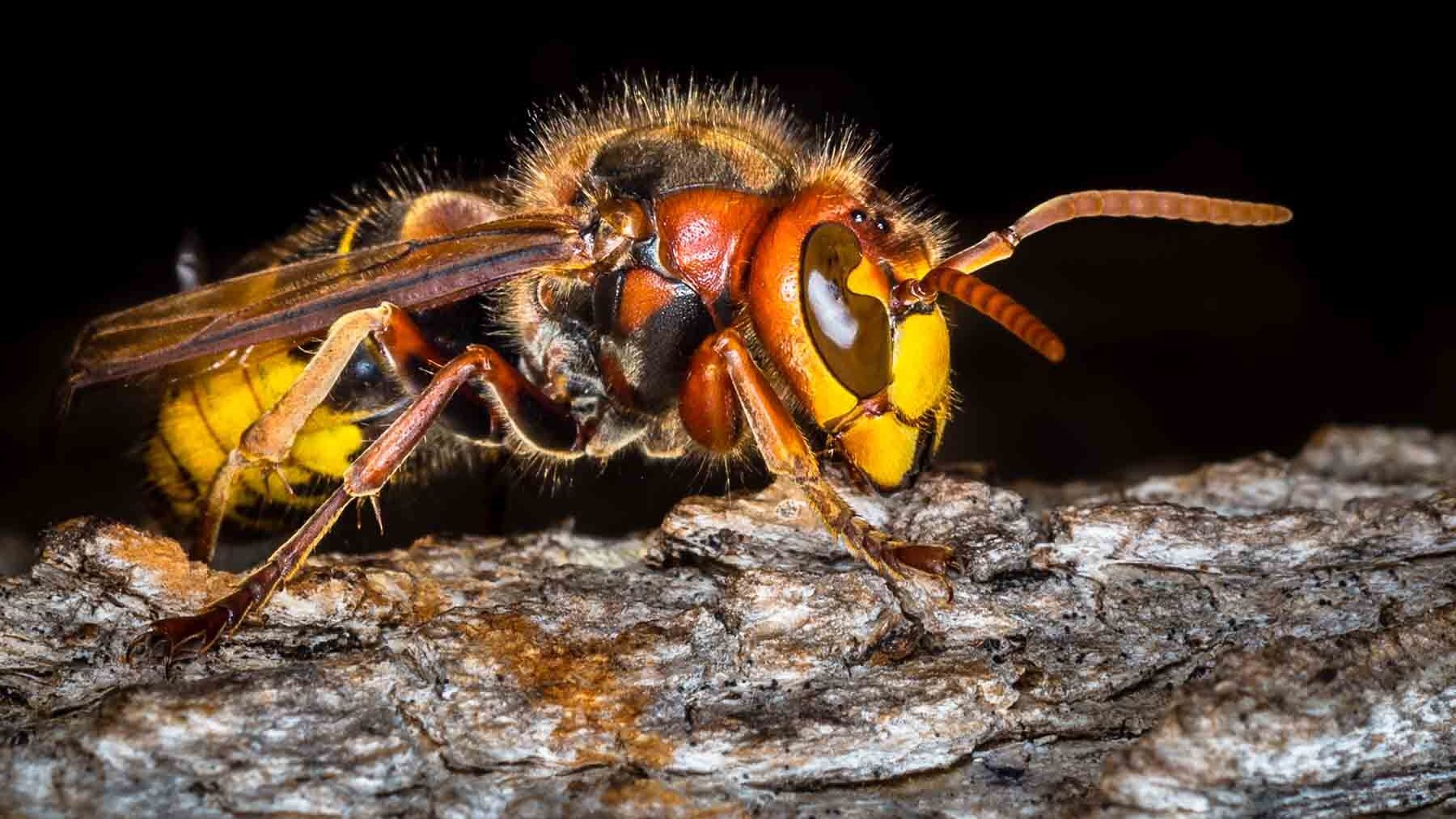 Trampeo contra avispas asiáticas en Galicia, cómo combatir avispas asiáticas, avispa asiática galicia, especies invasoras en Galicia, trampas caseras contra la velutina.