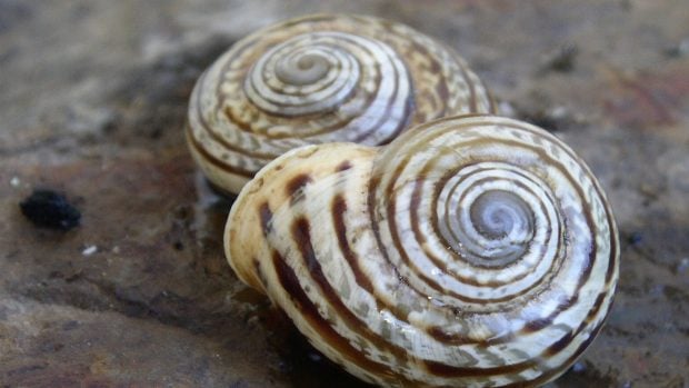 Iberellus tanitianus, caracol