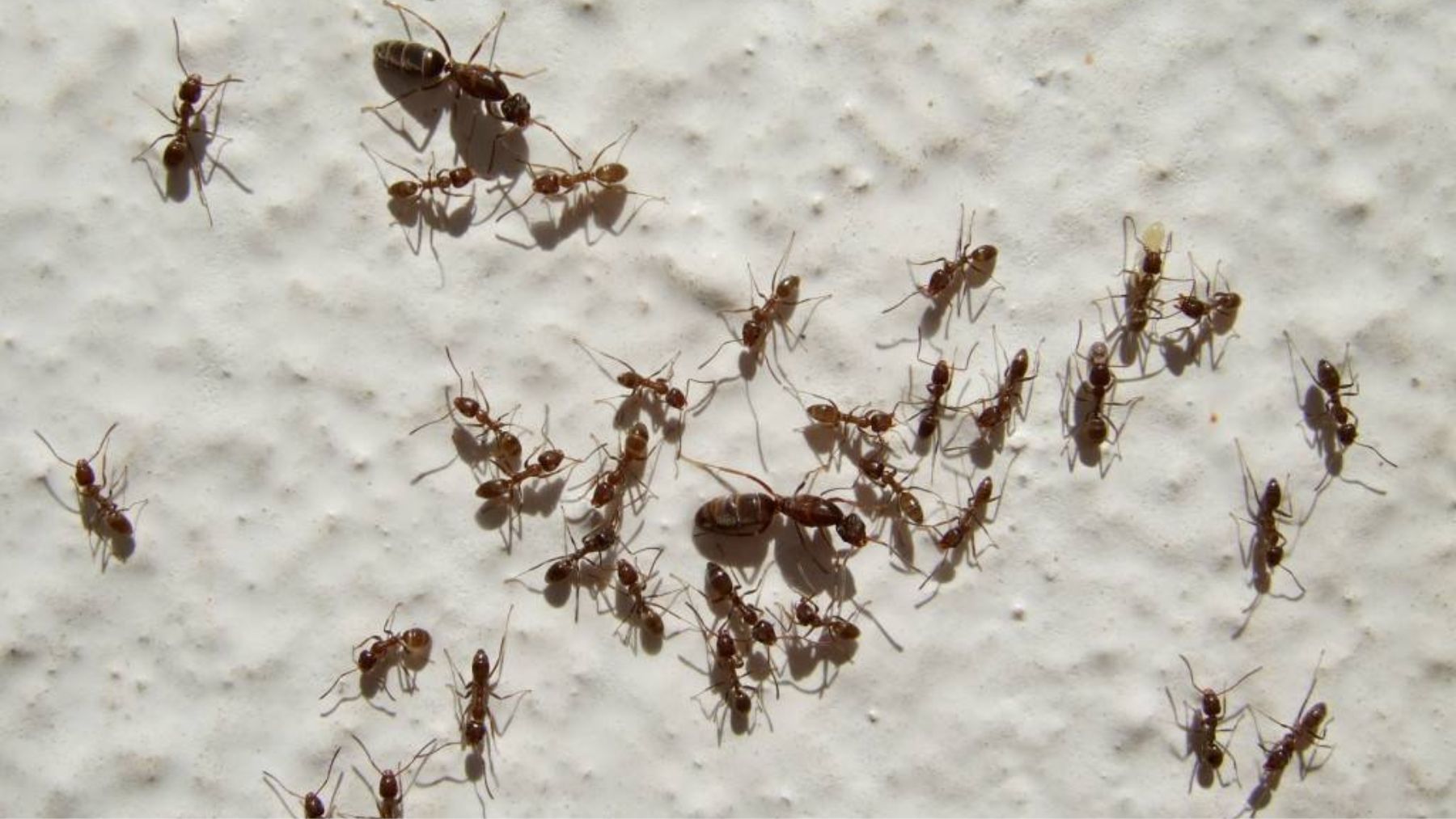 Especies no nativas, animales, curiosidades