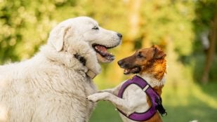 Perros y juego