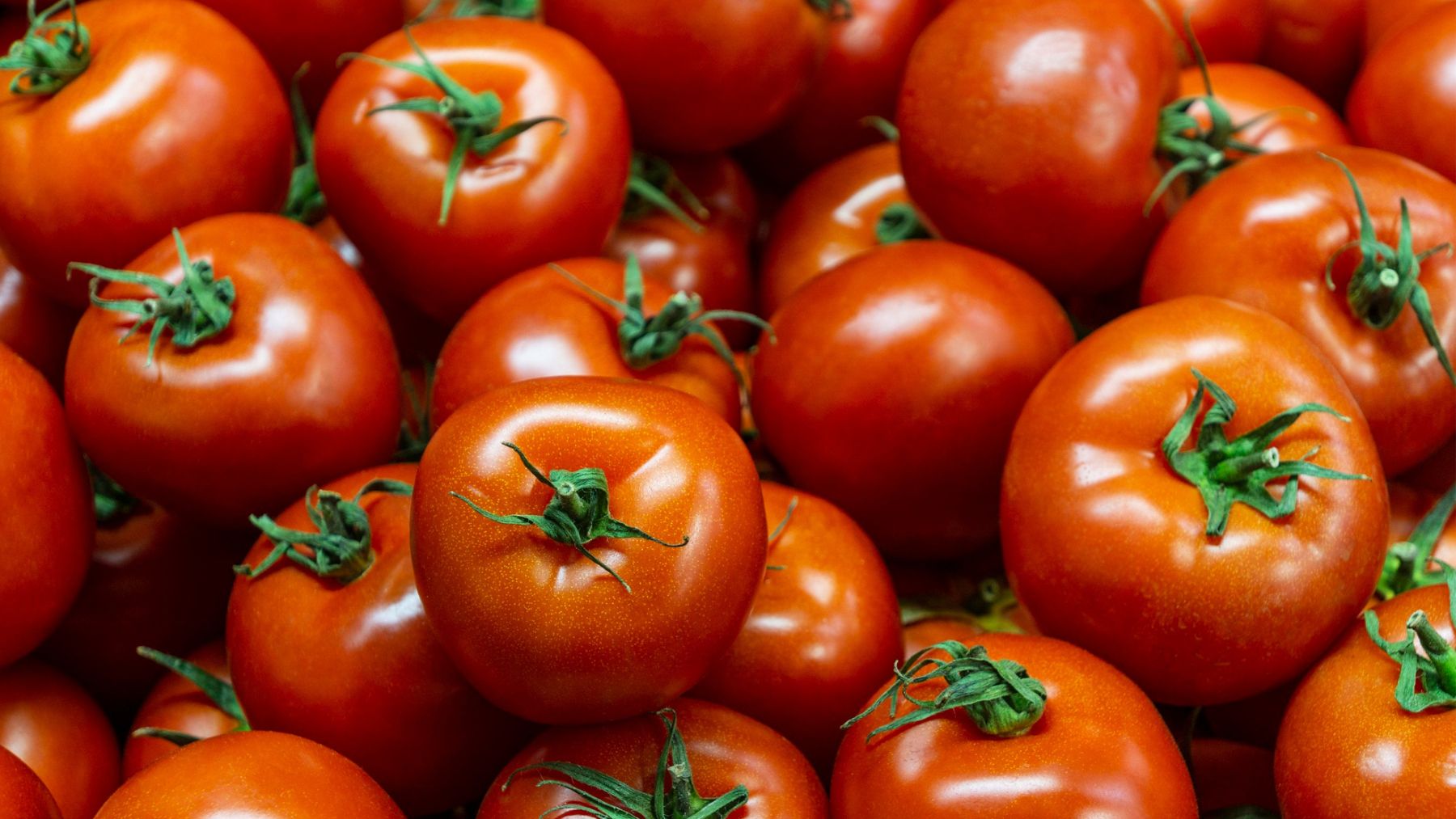 Tomates, curiosidades, naturaleza