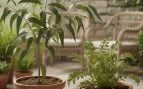 plantas pueden producir oro
