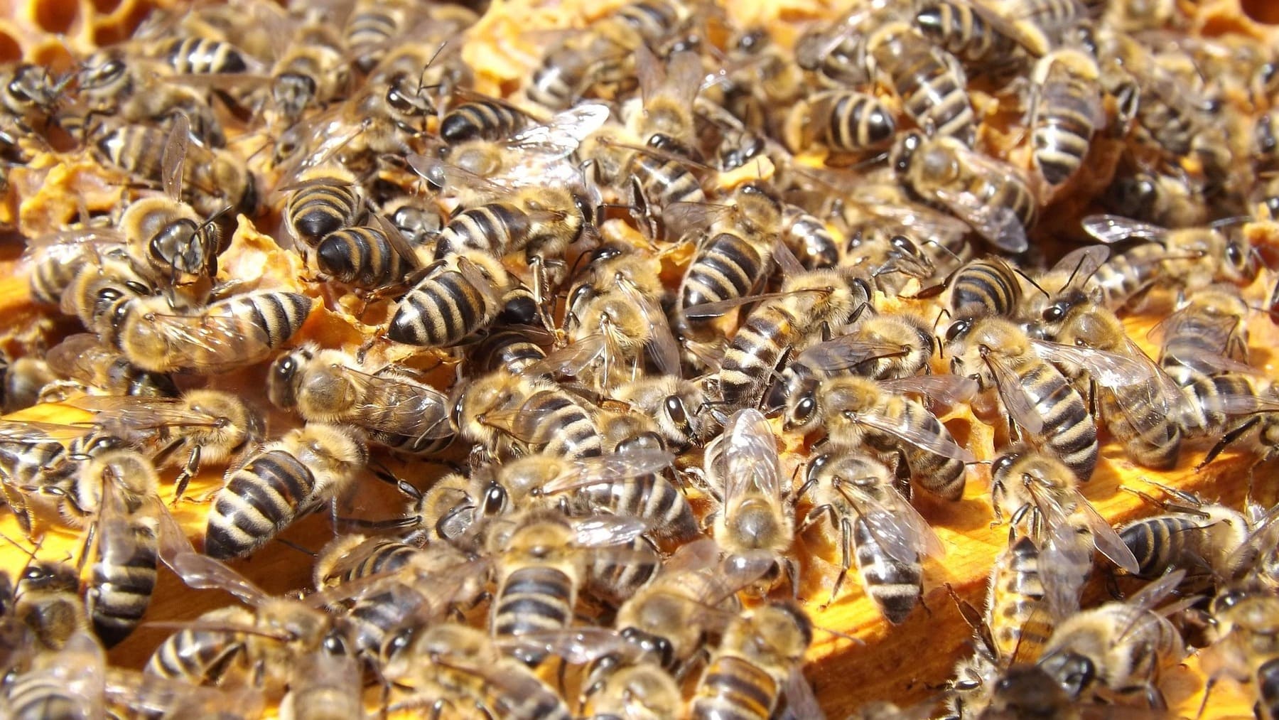 Abejas en una comunidad de vecinos, encuentran miles de abejas en un edificio de España, abejas en comunidad de vecinos, enjambre gigante en edificio.