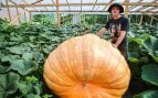 calabaza de casi 1000 kilos