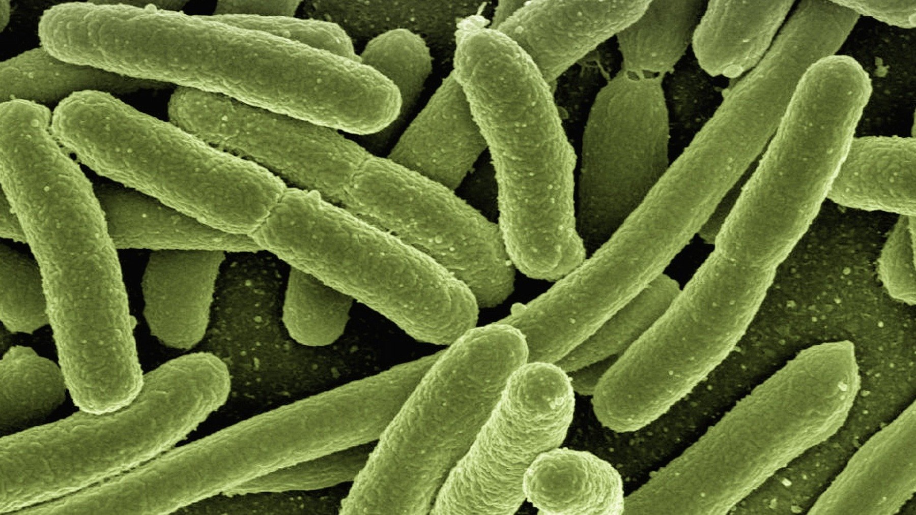 Ya es oficial: la IA ha creado virus capaces de matar bacterias, y los investigadores alertan de los riesgos
