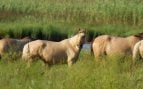 Caballos, naturaleza, animales