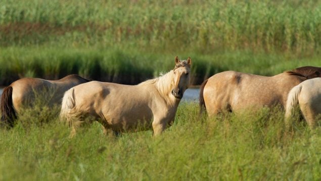Caballos, naturaleza, animales