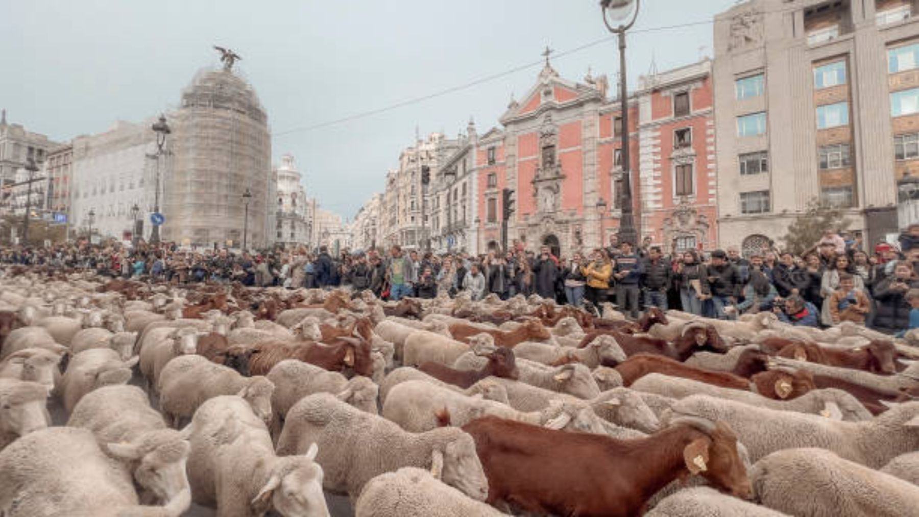 Fiesta de la Trashumancia 2025