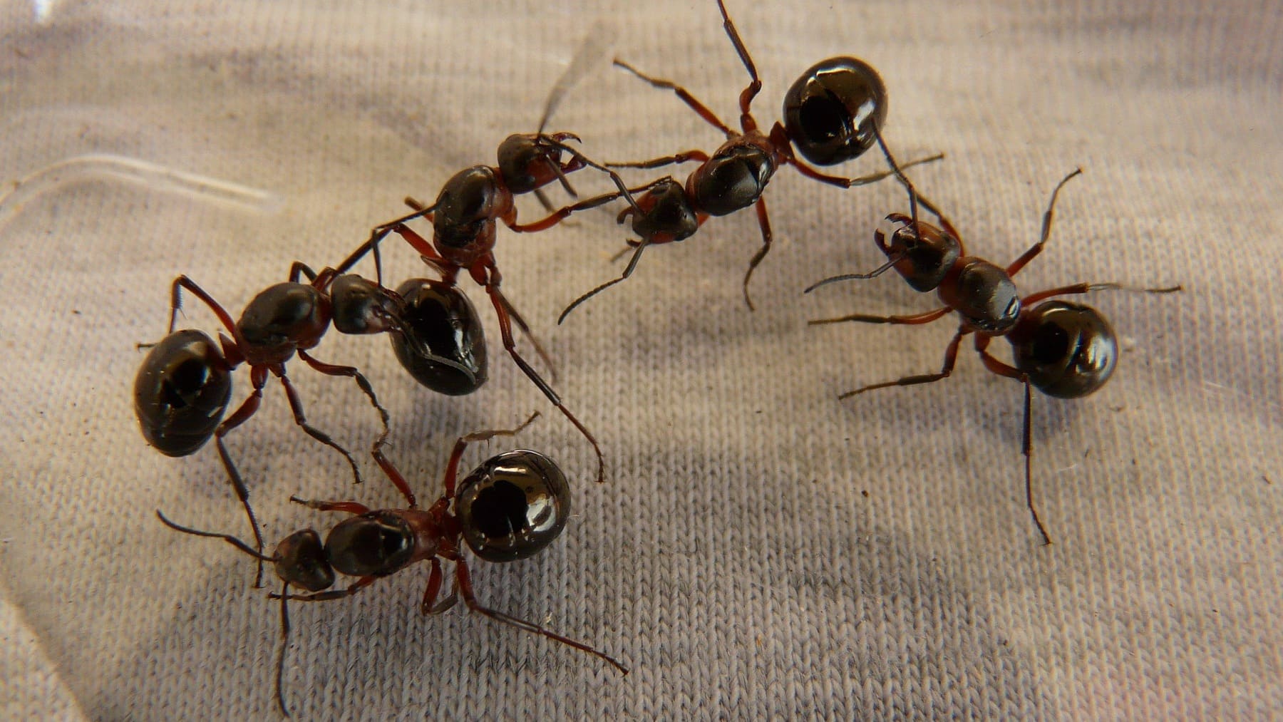 Hormigas.