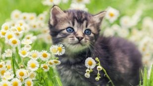 Gata