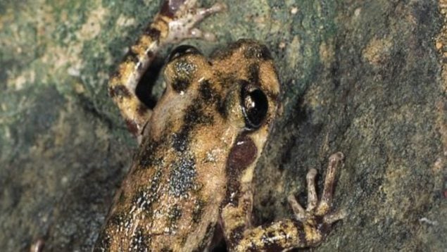 Alytes muletensis, rana, animales