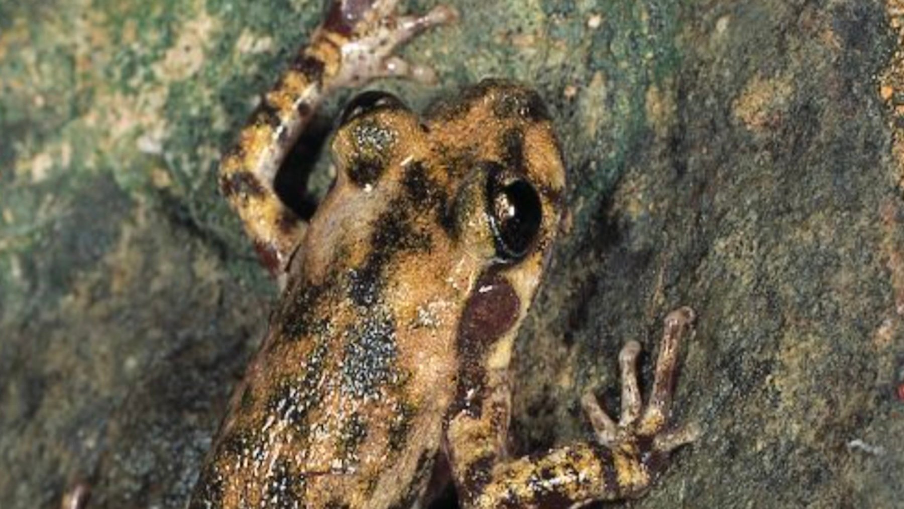 Alytes muletensis. Imagen: Gobierno de las Islas Baleares.