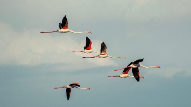 Aves Doñana