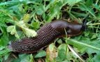 Plaga, especie invasora, Finlandia