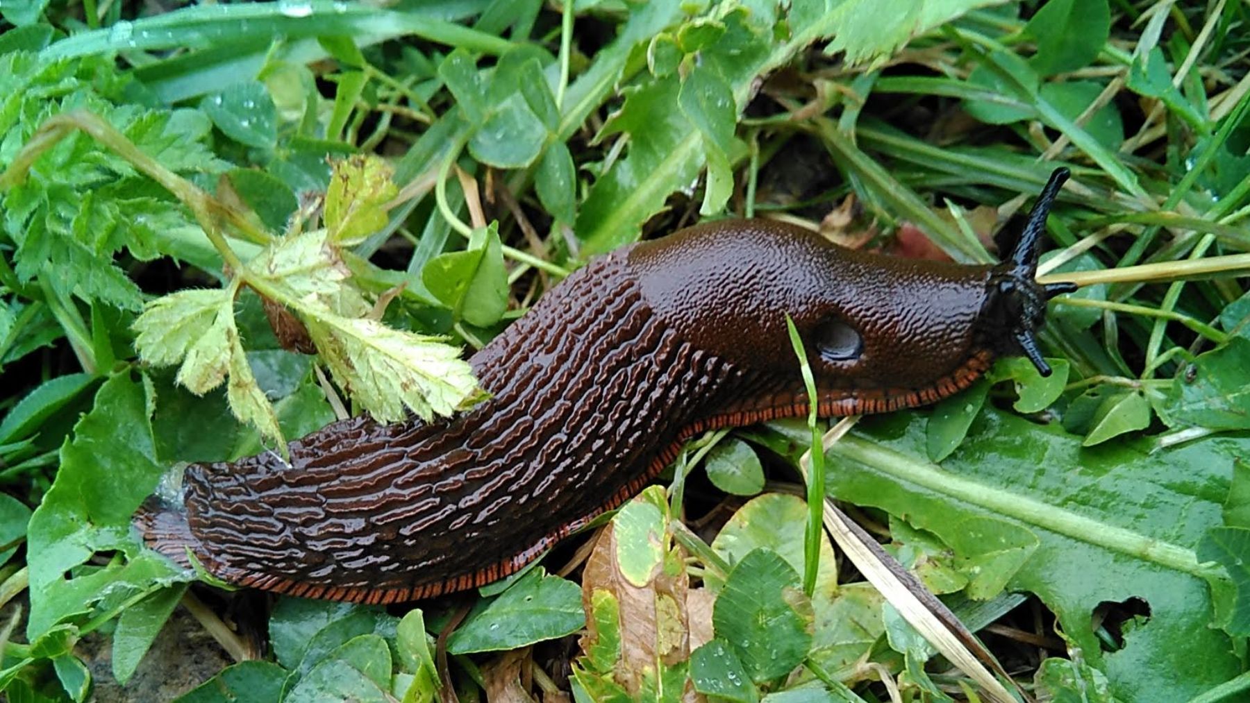 Babosa española. Foto: Wikimedia Commons