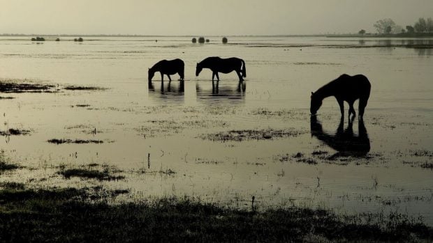 CABALLOS EN DOÑANA Marismas