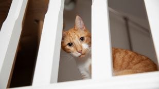 Gatos, mascotas, animales