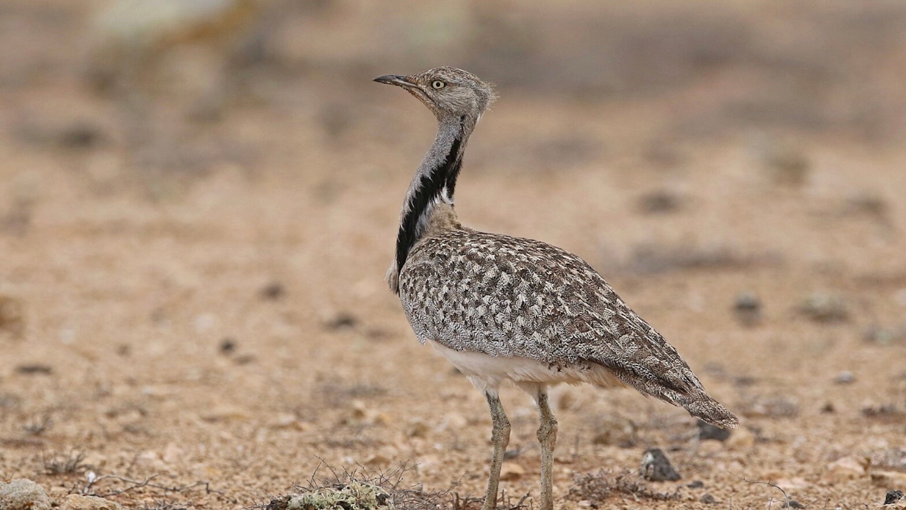 Especie endémica, Canarias, animal