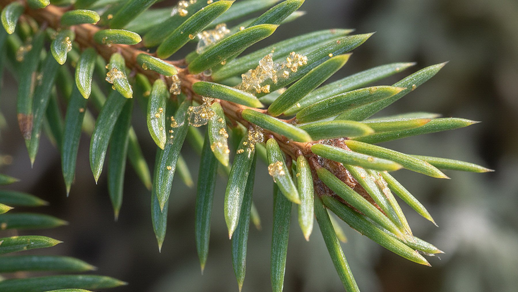 Los investigadores no dan crédito: descubren que algunas bacterias de este árbol pueden formar nanopartículas de oro