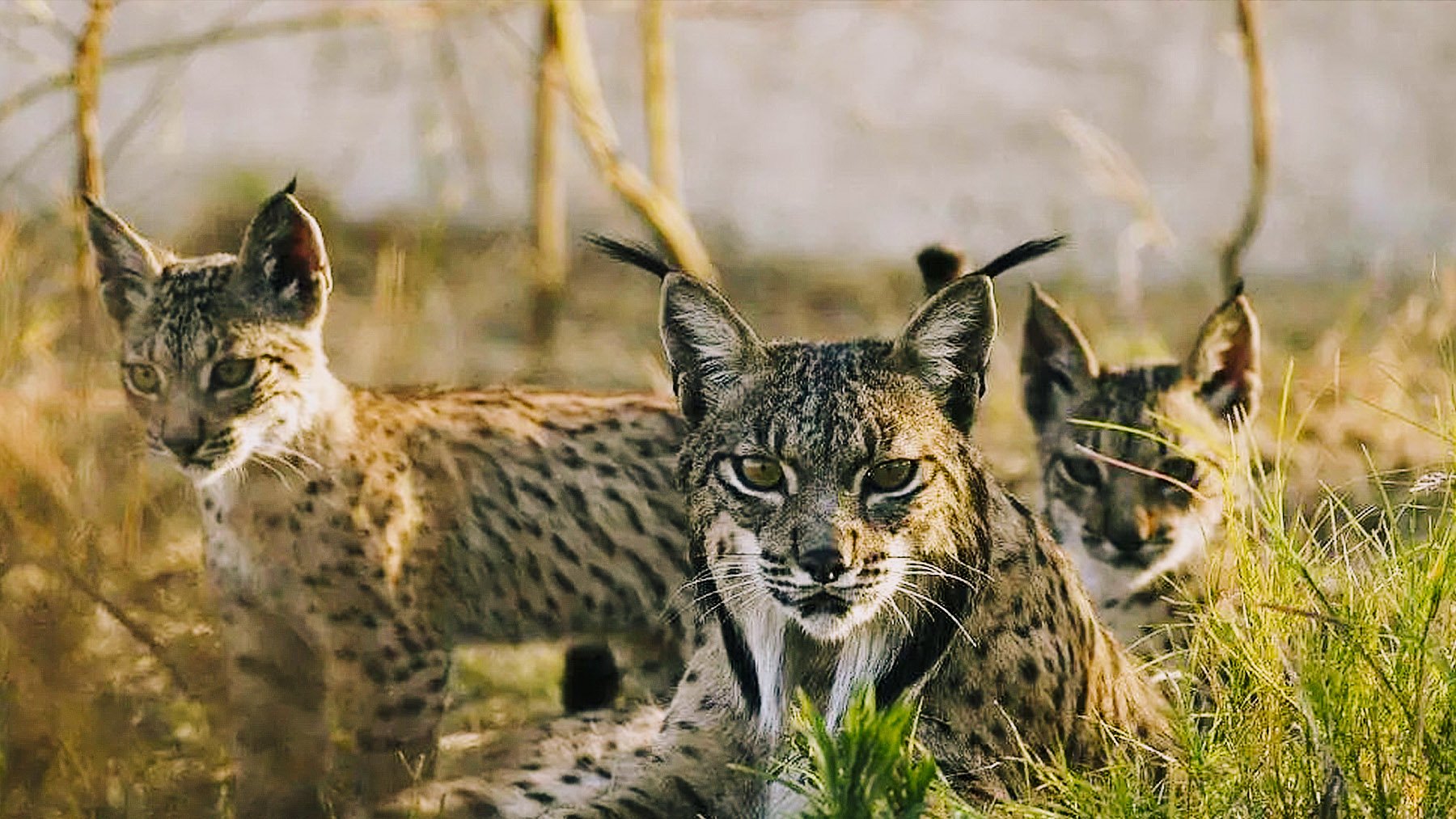 Lince ibérico y sus cachorros. Foto: lynxexsitu en Wikimedia Commons.